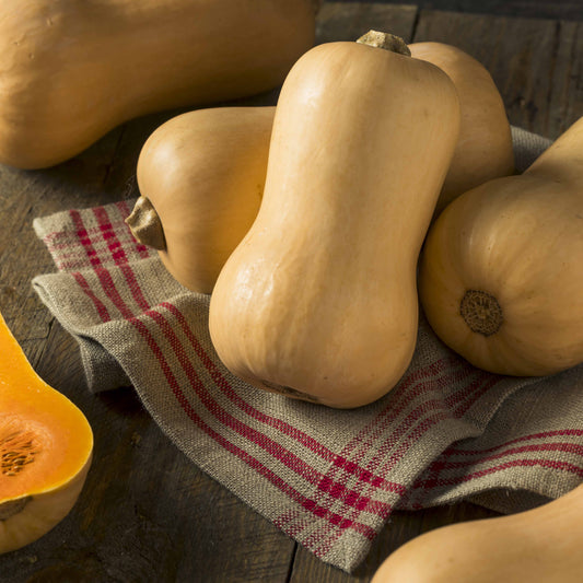 Butternut-Kürbis Hercules F1 - Bakker
