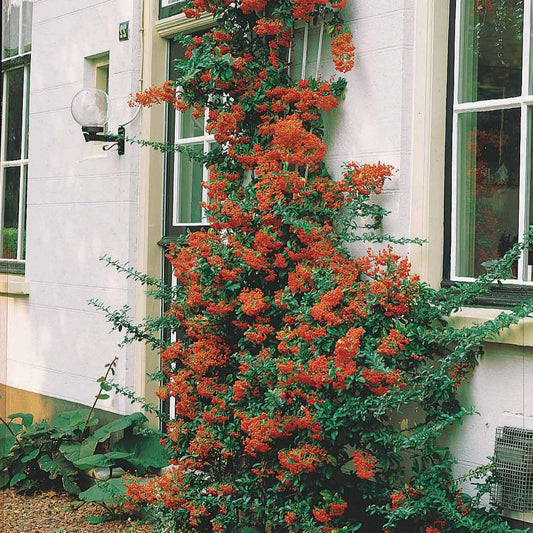 Roter Feuerdorn - Pyracantha coccinea - Gartenpflanzen