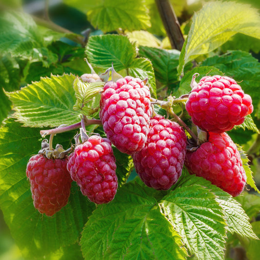 Himbeerstrauch Remontant Versailles (x2) - Rubus idaeus versailles - Obst