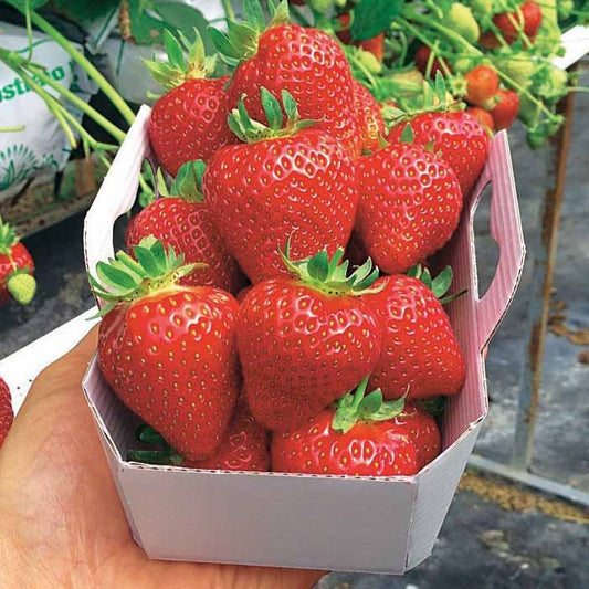 Erdbeere Magnum ® COV Marionnet 97 - Fragaria x ananassa magnum cov marionnet 97 - Kleine Obstbäume