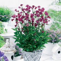 Astrances Milano (x2) - Astrantia major censation® milano - Gartenpflanzen