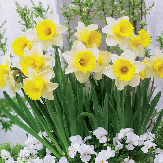 Narzisse 'Goblet' (x10) - Narcissus goblet - Blumenzwiebeln
