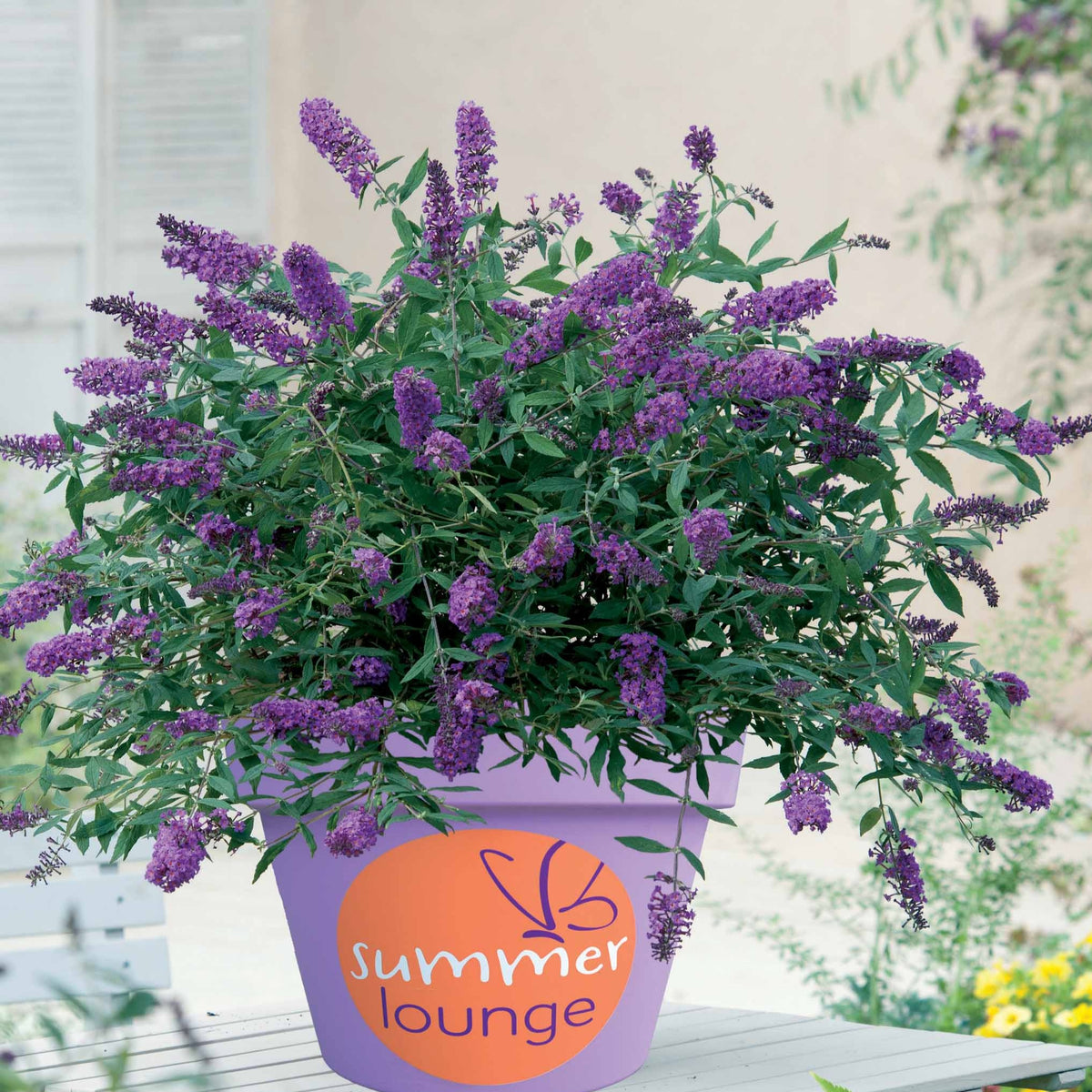 Schmetterlingsstrauch ‘Summer Lounge’ - Buddleja Summer Lounge - Bakker
