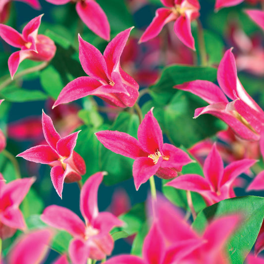Waldrebe Lady Diana ® - Bakker