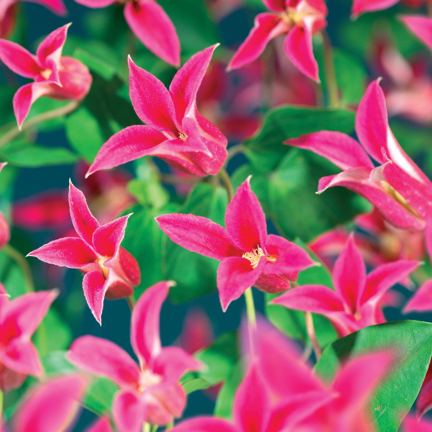 Clematis texensis - Texanische Waldrebe