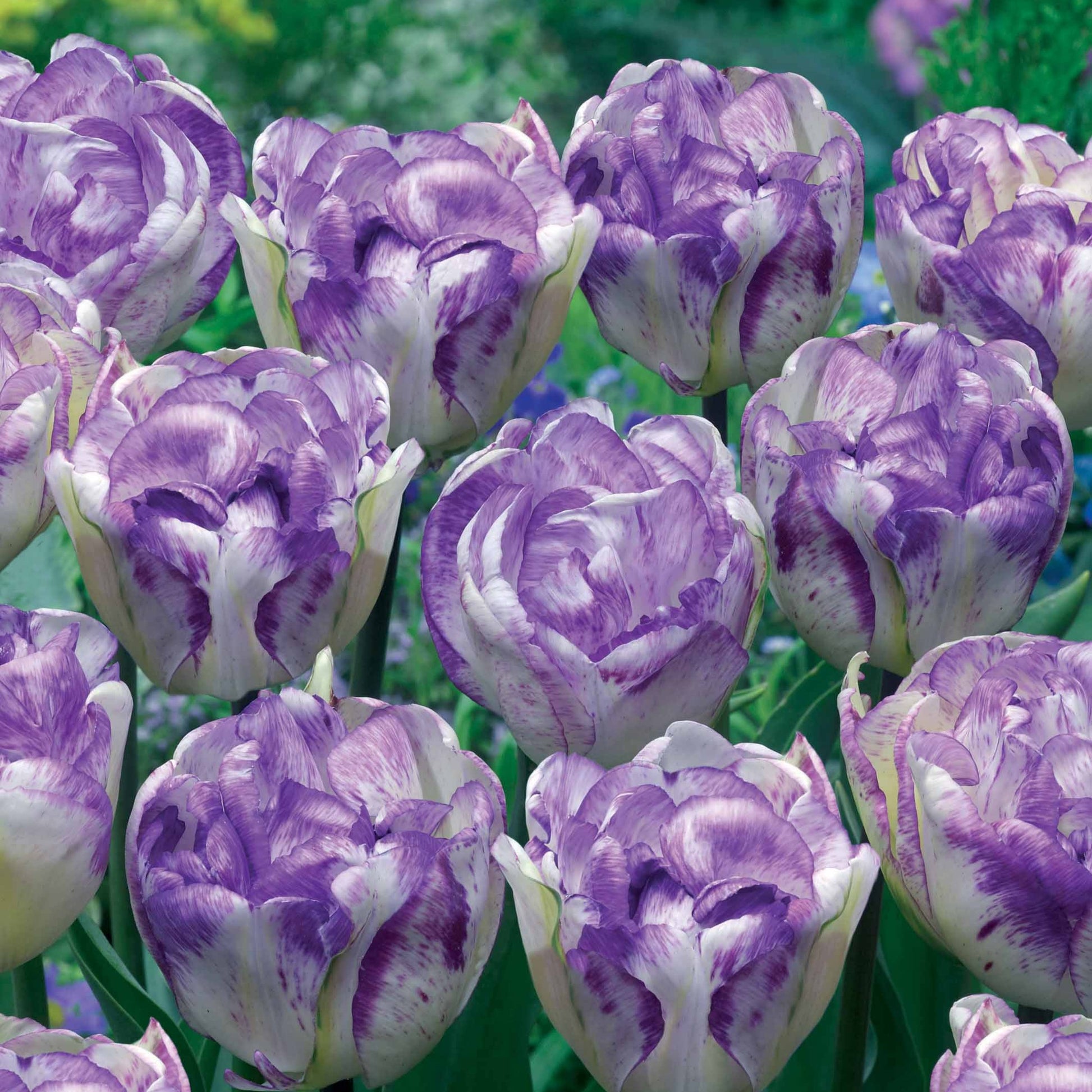 Pfingstrose Tulpe 'Shirley Double' (x5) - Tulipa shirley double - Blumenzwiebeln