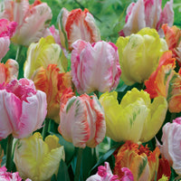 Papagei Tulpen Pastel Mischung (x18) - Tulipa 'texas gold','apricot parrot''webers parrot - Blumenzwiebeln