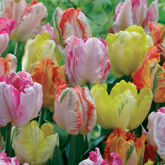 Papagei Tulpen Pastel Mischung (x18) - Bakker