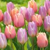 Pastel Tulpen 'Mango Charm' & 'Sweet Flag' (x20) - Tulipa mango charm , sweet flag - Blumenzwiebeln