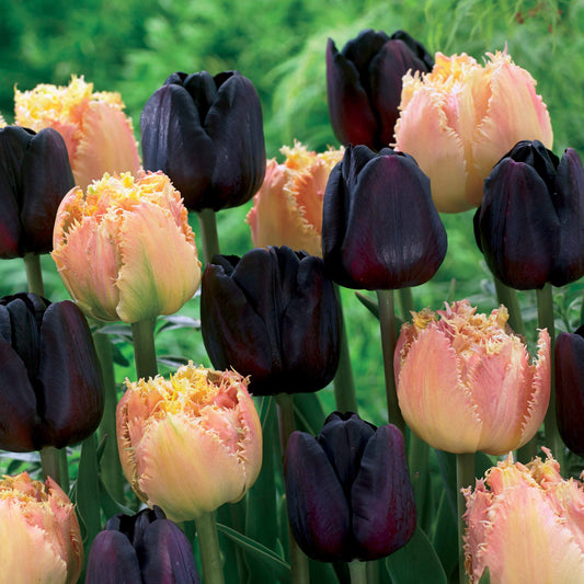 Tulpen Schwarz & Aprikose Farbig (x10) - Tulipa esprit , paul sherer - Blumenzwiebeln