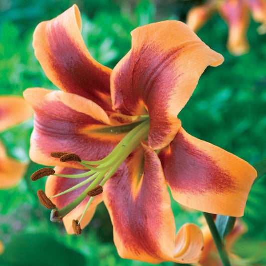 Orientalische Lilien Debby (x3) - Bakker