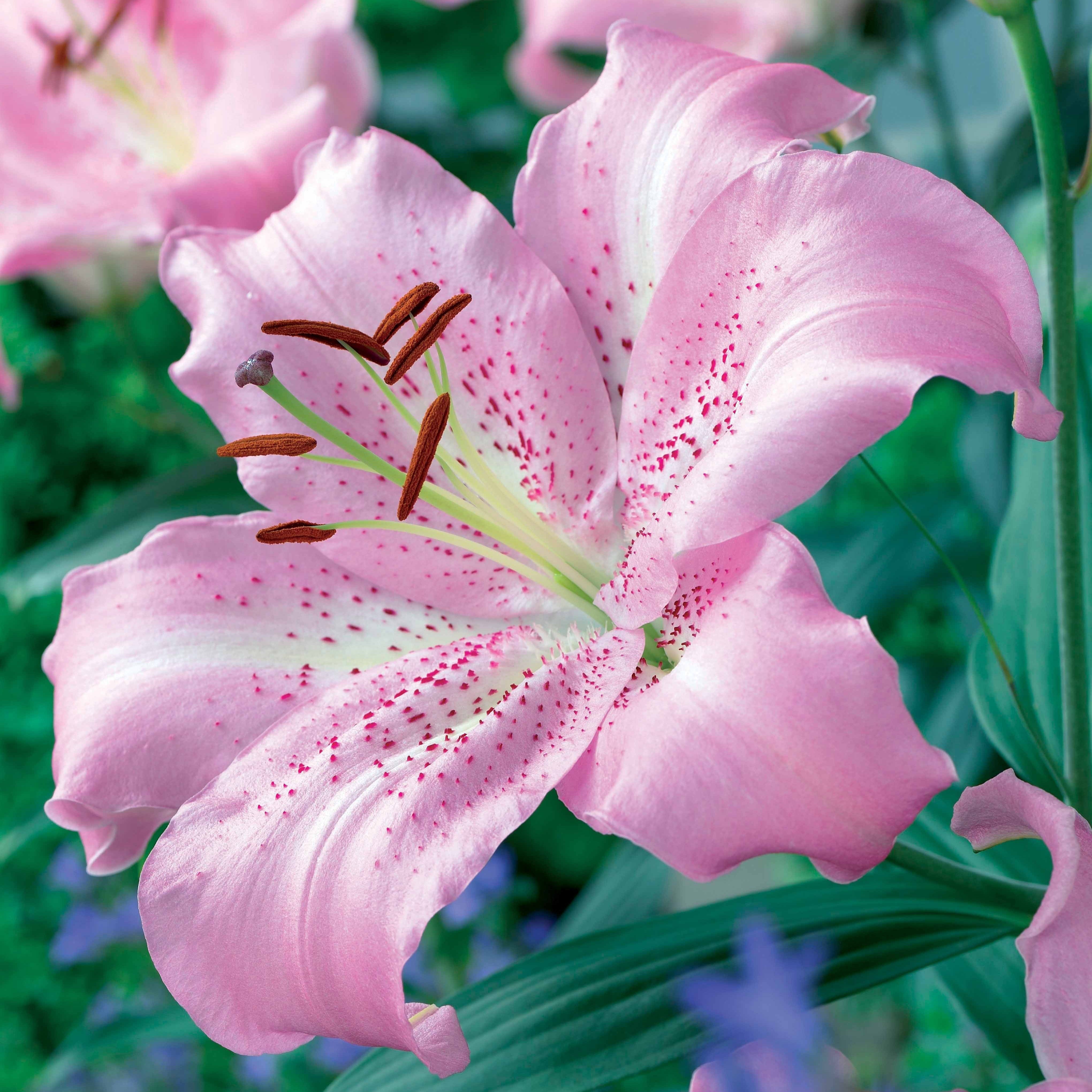 Orientalische Lilien Josephine