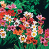 Zigeunerblume Tricolor (x25) - Sparaxis tricolor - Blumenzwiebeln