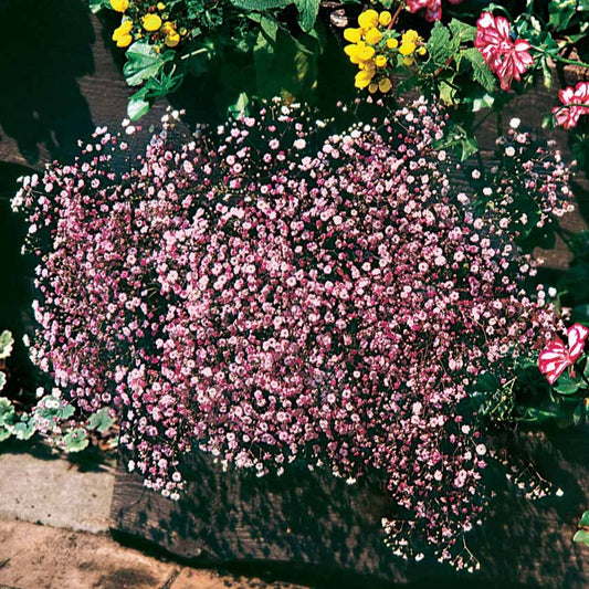 Schleierkraut rosa (x3) - Gypsophila pacifica rosea - Gartenpflanzen