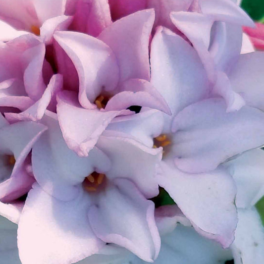 Seidelbast Parfum de Princesse - Daphne x  odora x bholua perfume princess ® - Gartenpflanzen