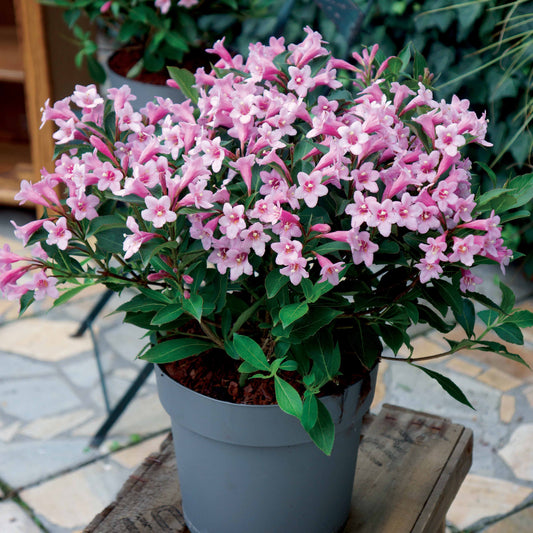 Weigelie Pink Poppet® - Bakker