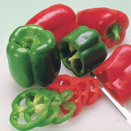 Paprika Lamuyo Pflanzen - Bakker