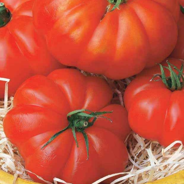 Tomaten Pflanze Coeur de Boeuf - Solanum lycopersicum coeur de boeuf - Gemüse