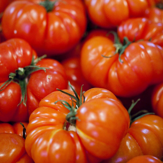 Tomate Marmande Pflanzen - Solanum lycopersicum marmande - Gemüse
