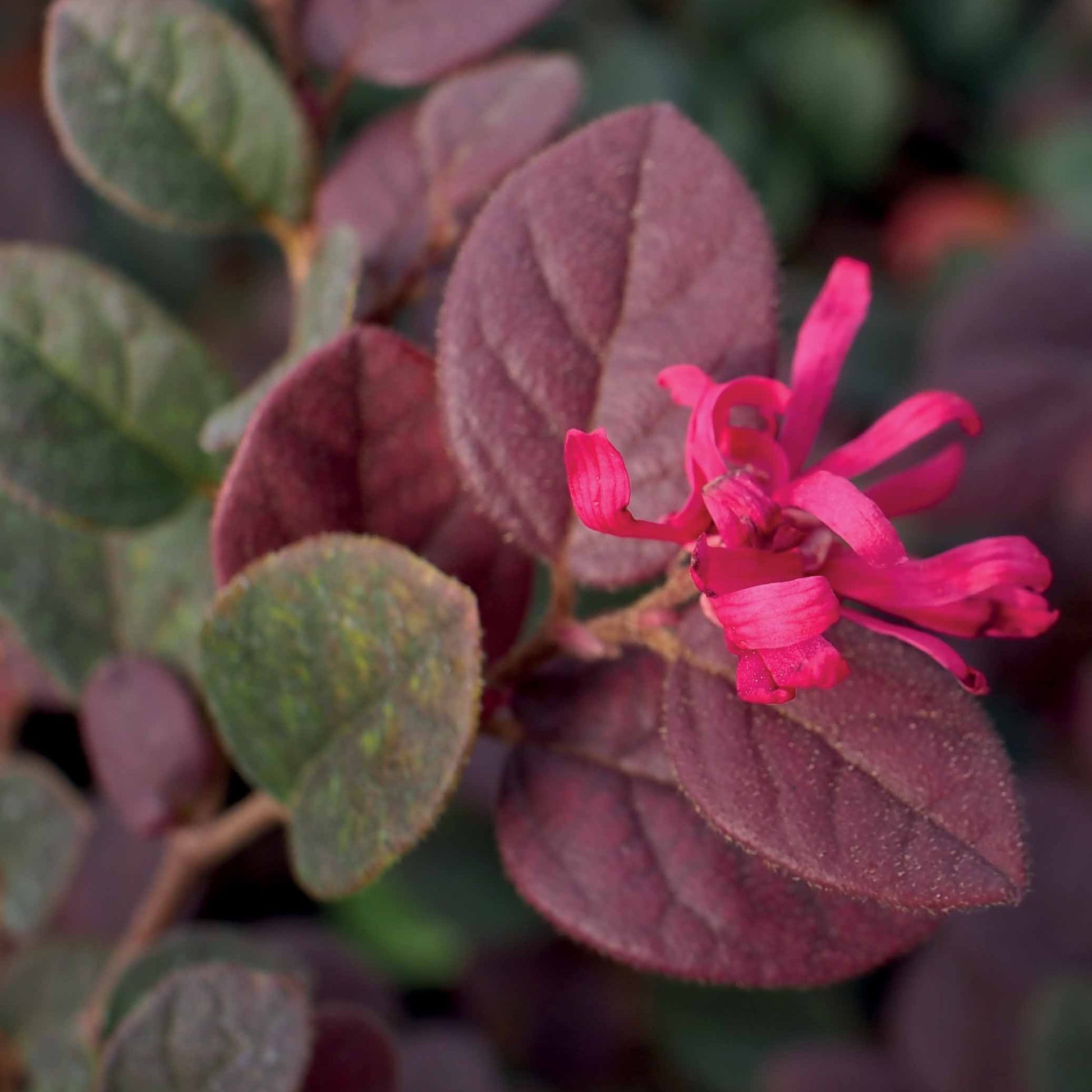 Riemenblüte Black Pearl - Loropetalum chinense black pearl