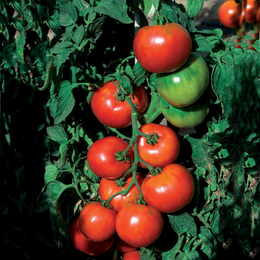 Tomate Pyros HF1 (Züchtung Clause) - Solanum lycopersicum pyros hf1 (obtention clause) - Gemüsegarten
