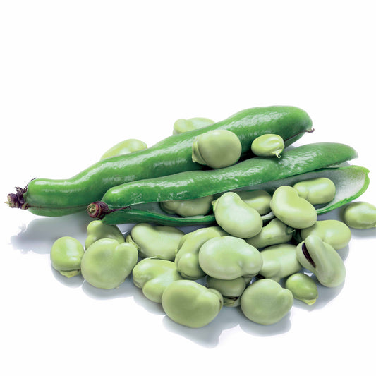 Weiße Puffbohne - Bakker