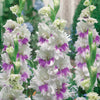 Gladiole Kirov (x10) - Gladiolus kirov - Blumenzwiebeln