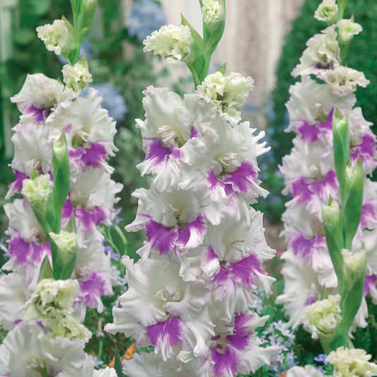 Gladiole Kirov - Gladiolus kirov - Blumenzwiebeln