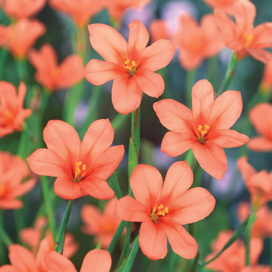 Moraea Blumenzwiebeln - Bakker