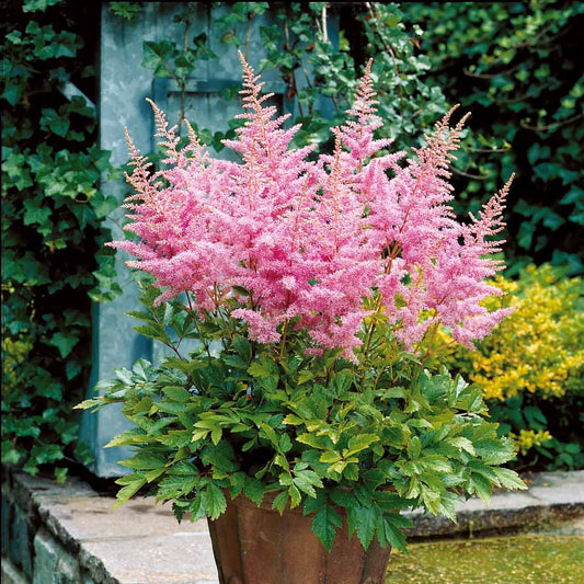 Prachtspiere New Wave (x3) - Astilbe new wave - Sträucher und Stauden