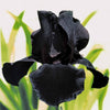 Deutsche Schwertlilie Etude en Noir (x2) - Iris germanica study in black - Gartenpflanzen