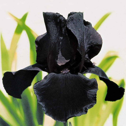 Deutsche Schwertlilie Etude en Noir - Iris germanica study in black - Gartenpflanzen
