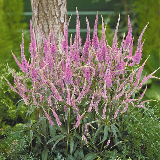 Kandelaberehrenpreis Fascination (x3) - Veronicastrum virginicum Fascination - Gartenpflanzen