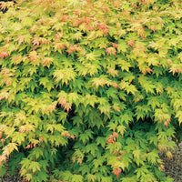 Goldahorn - Acer shirasawanum aureum - Gartenpflanzen