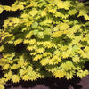 Goldahorn - Acer shirasawanum aureum - Pflanzensorten