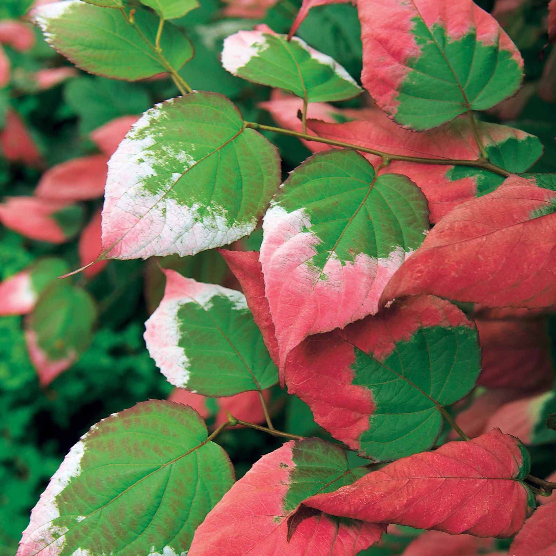Buntlaubige Zierkiwi - Actinidia kolomikta | Bakker.com Buntlaubige Zierkiwi - Actinidia kolomikta | Bakker.com