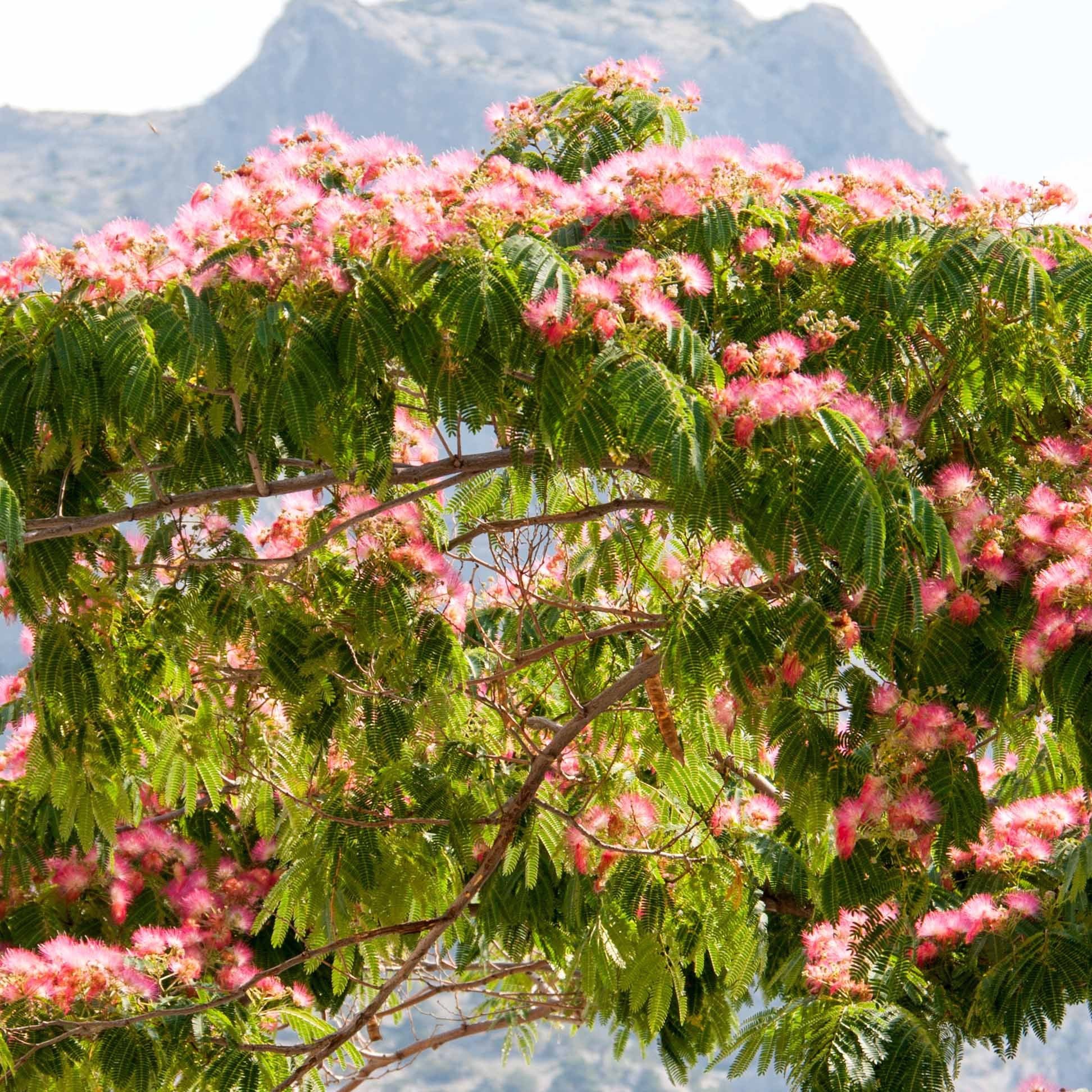 Rosa Seidenbaum - Albizia julibrissin rosea - Gartenpflanzen