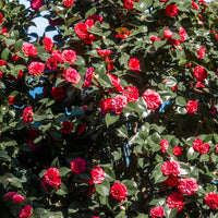 Japanische Kamelie rot - Camellia japonica Lady Campbell - Gartenpflanzen