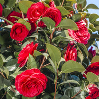 Japanische Kamelie rot - Camellia japonica Lady Campbell