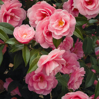 Japanische Kamelie rosa - Camellia japonica Dr.King - Gartenpflanzen