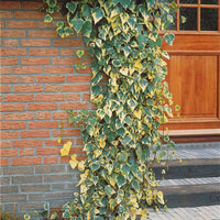 Buntblättriger Kaukasus-Efeu Dentata Variegata - Hedera colchica dentata variegata - Gartenpflanzen
