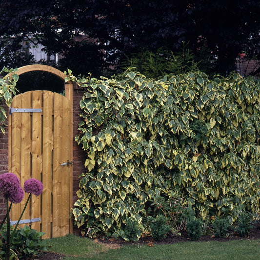 Buntblättriger Kaukasus-Efeu Dentata Variegata - Bakker