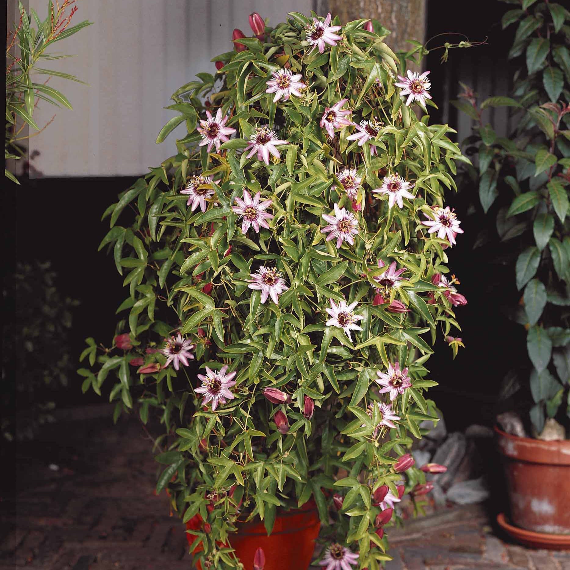 Passionsblume Victoria - Passiflora caerulea victoria - Passionsblume