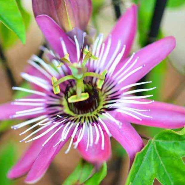 Passionsblume Victoria - Passiflora caerulea victoria - Gartenpflanzen