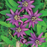 Passionsblume Lavender Lady - Passiflora x lavender lady - Sträucher und Stauden