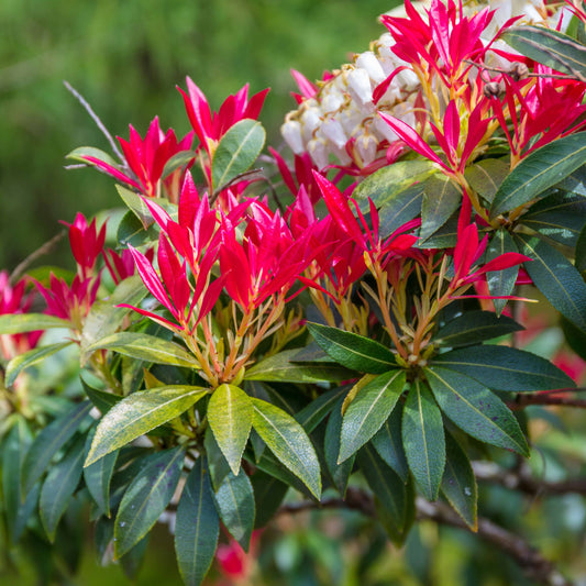 Schattenglöckchen Forest Flame - Pieris forest flame - Immergrüne Gartenpflanzen