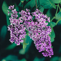 Flieder Sensation - Syringa vulgaris sensation - Gartenpflanzen