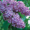 Flieder Sensation - Syringa vulgaris sensation - Sträucher und Stauden