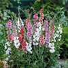 Violette Königskerzen Mischung (x2) - Verbascum phoeniceum - Sträucher und Stauden