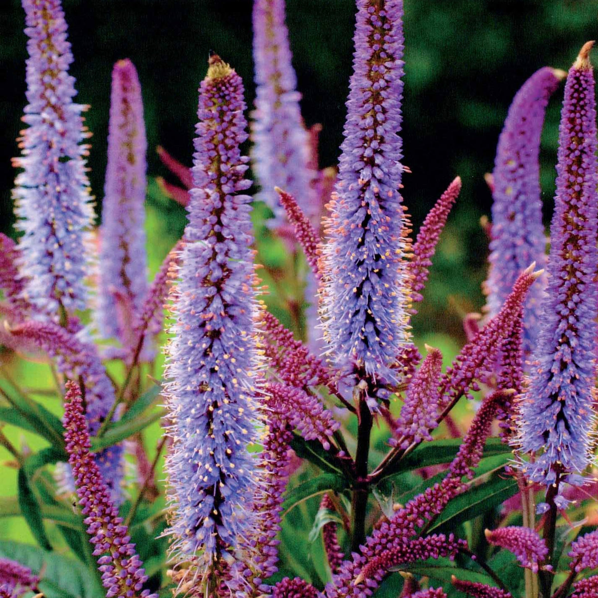 Pimpernellen- & Ehrenpreis-Kollektion (x5) - Sanguisorba obtusa, Veronicastrum virginicum Cupid - Bakker